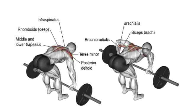 Standing Barbell Rear Delt Row