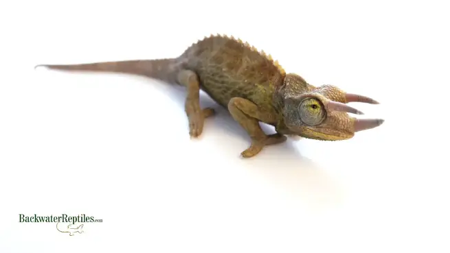 chameleon poop