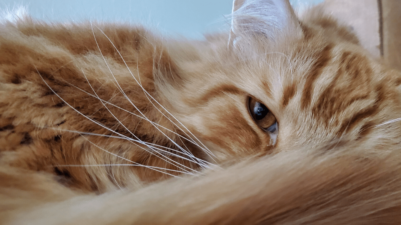 ragamuffin cat domestic