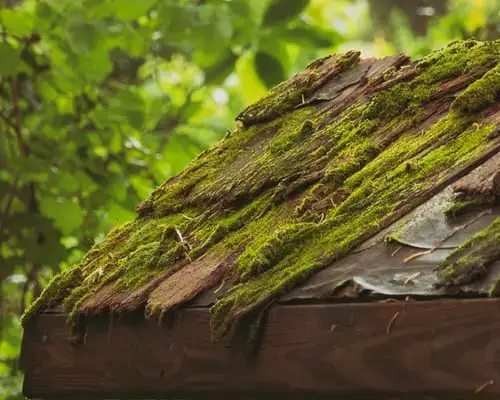 A Better Understanding Into Roof Cleaning And Moss Removal Blogging Hub