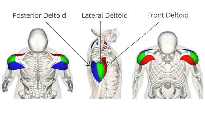 Shoulder Anatomy