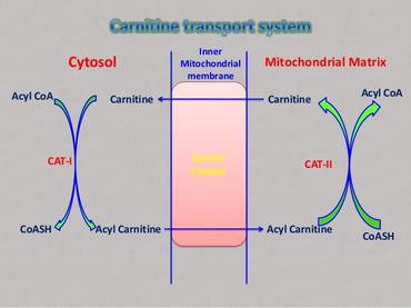 carnitine shuttle