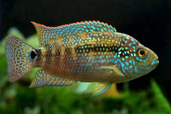 types of freshwater aquarium fish