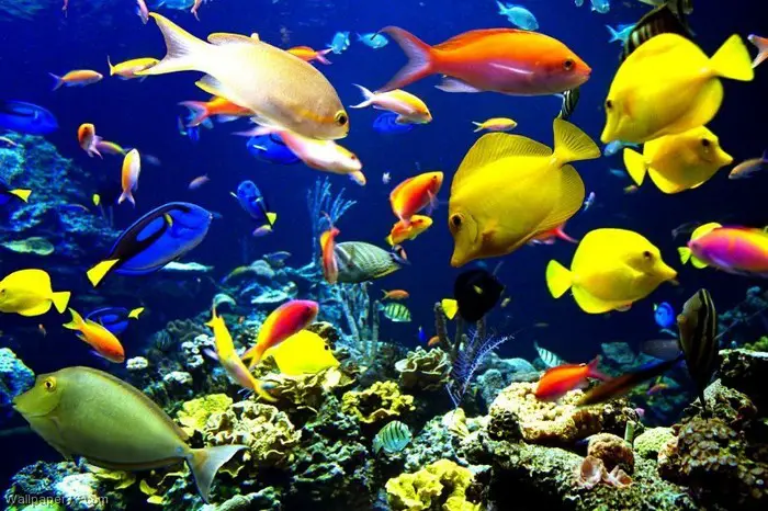 most exotic saltwater fish