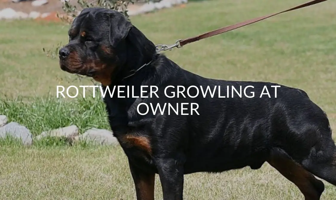 Rottweiler Growling At Owner Why You Should Be Worried