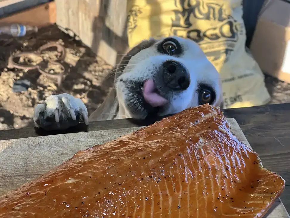 IMG_9754-2048x1536 A dog is looking at the fish on the table.
