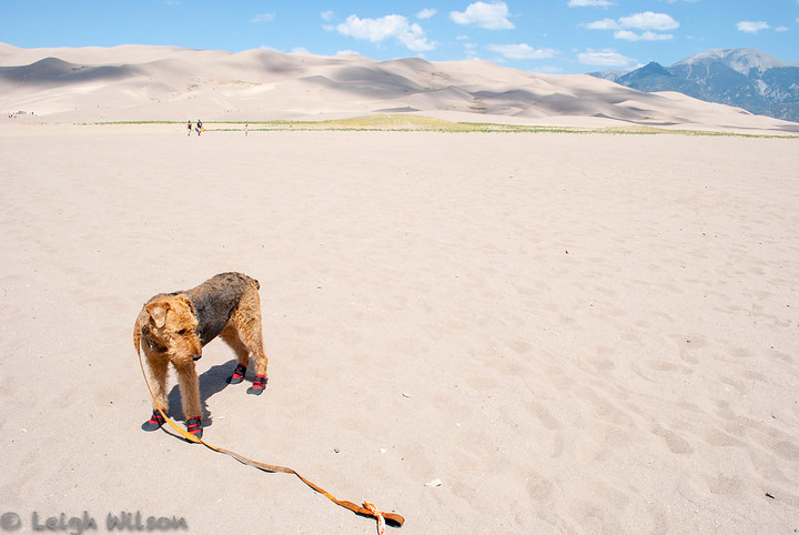 Best dog 2024 boots for desert