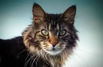 The Maine Coon Tabby Mix What You Need To Know Maine Coon Expert The Maine Coon Tabby Mix What You Need To Know Maine Coon Expert