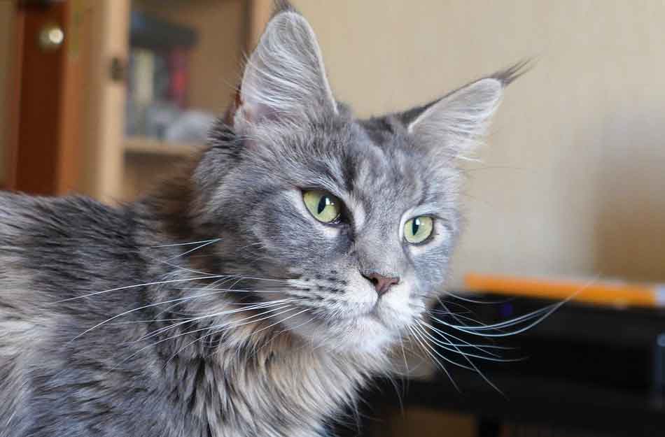 facial image of a maine coon cat