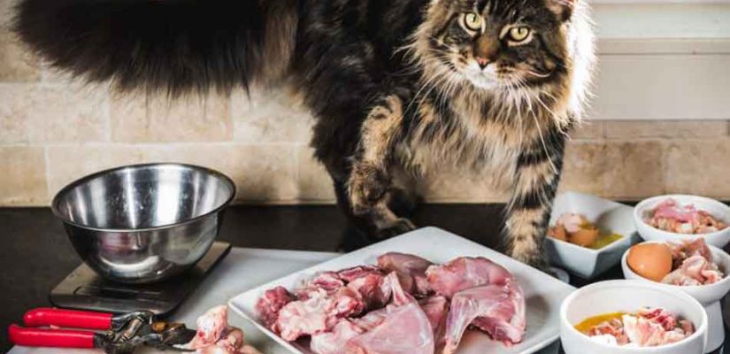 a maine coon eating raw food