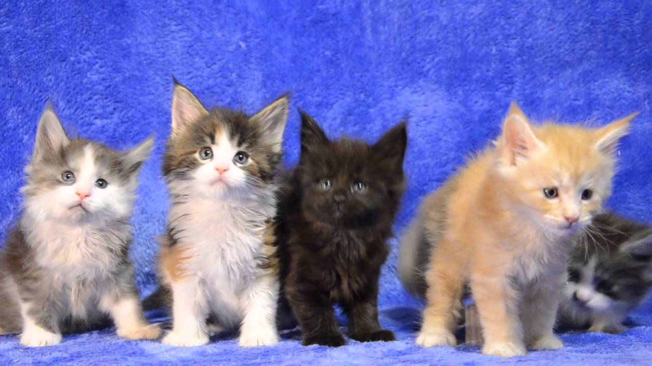 average kitten litter size