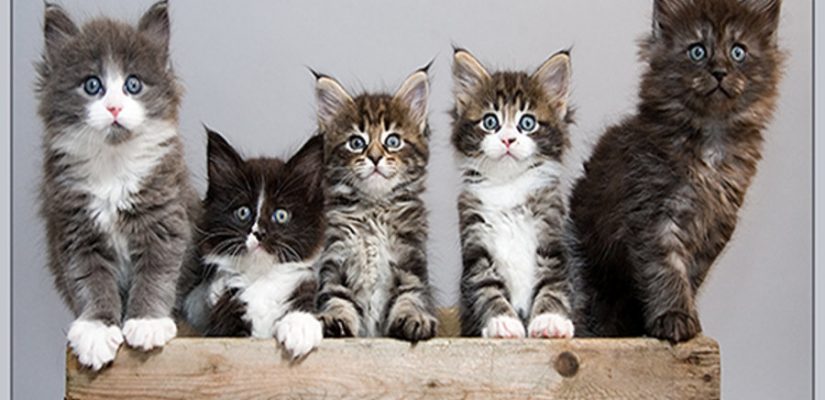 average kittens per litter