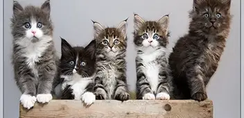 The Maine Coon Litter Size How Many Kittens Can You Expect From A Female Maine Coon Maine Coon Expert