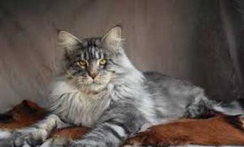 The Silver Maine Coon Maine Coon Expert