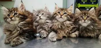 Maine Coon Adoption A Helpful Guide For Adopting Or Rescuing Maine Coon Expert