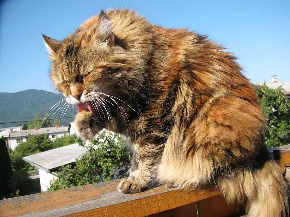 a maine coon on a balcony