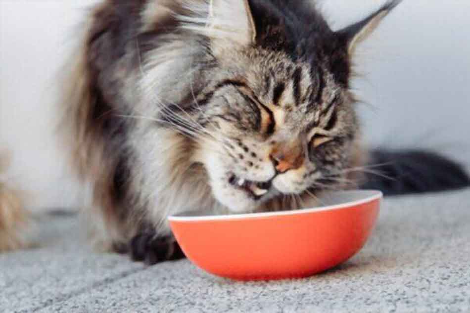 a maine coon eating normal cat food