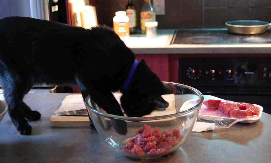 a maine coon eating raw cat food