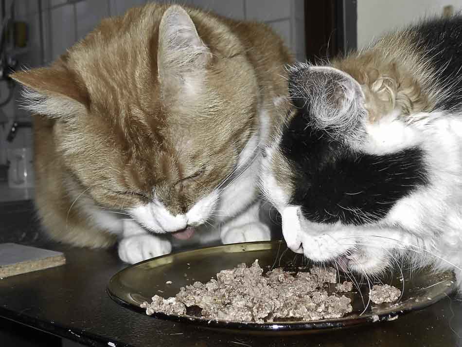 a maine coon and another cat eating cat food