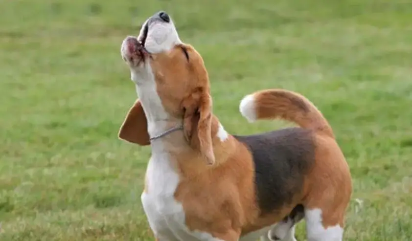beagle