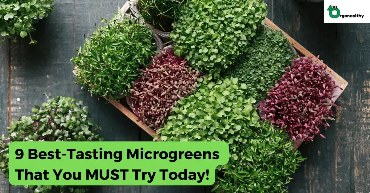 best tasting microgreens 9 Best Tasting Microgreens You MUST Try Today 1 1 1