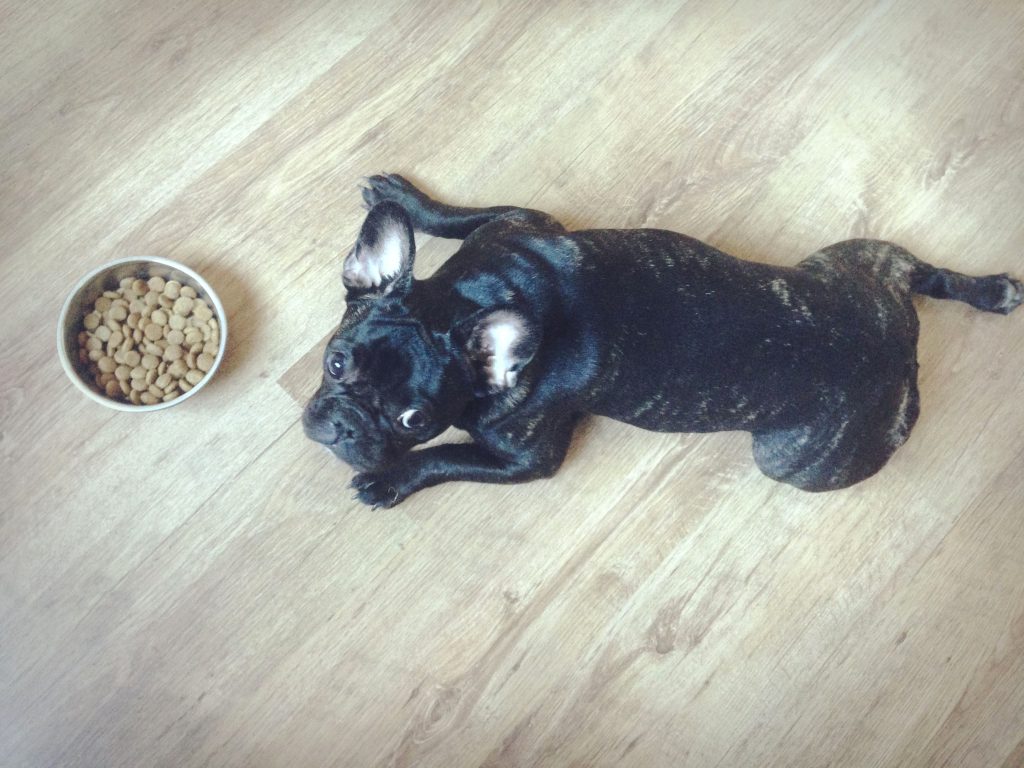 Full French Bulldog Feeding Guide OurFrenchie