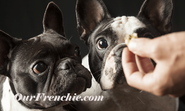 French bulldog wet food best sale