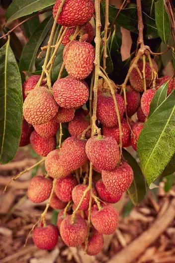 How Long Does Lychee Last Pantry Tips