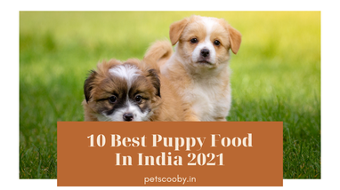 10 best 2024 puppy foods