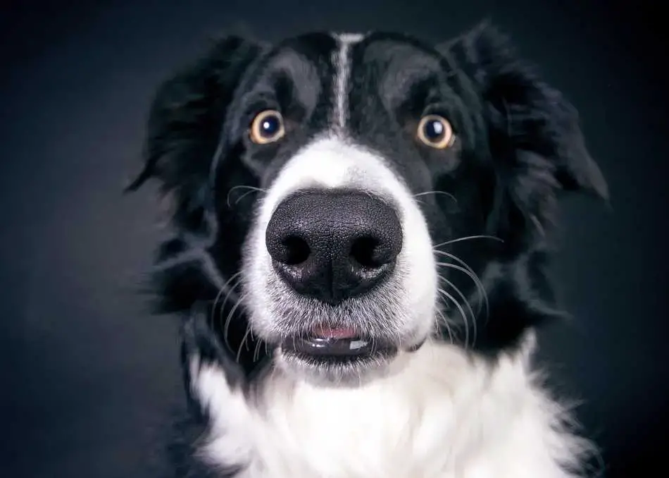 Can A Border Collie Live In An Apartment Everything You Need To Know Pet Zesty