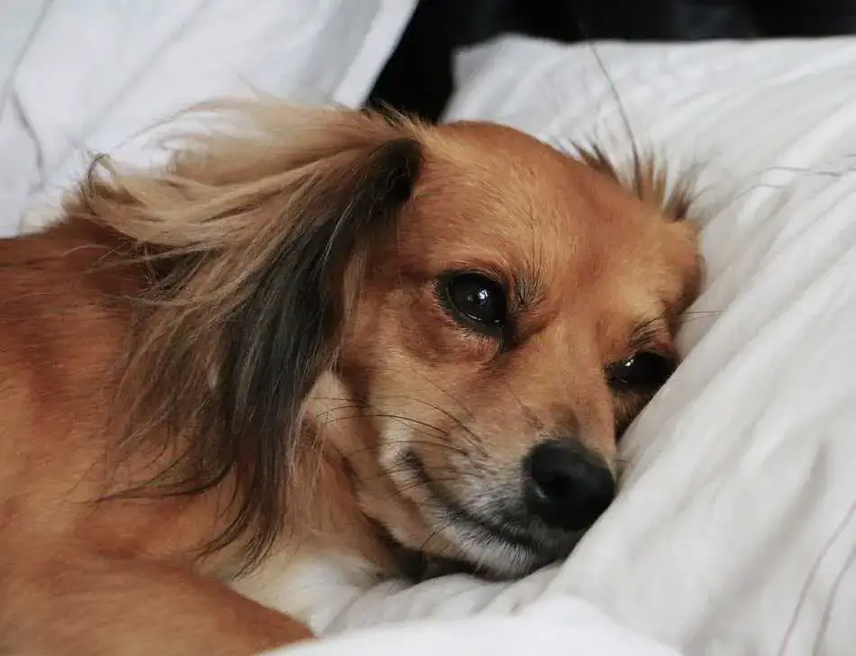 Why Does My Dog Lick The Bed Sheets Hint It Smells Like You Pet Zesty