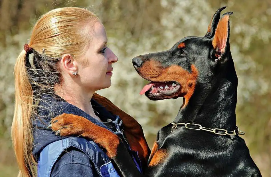 head & shoulders on dogs