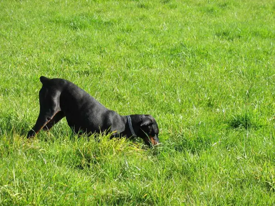 Why Is My Dog Eating Dirt All Of A Sudden Mystery Revealed Pet Zesty