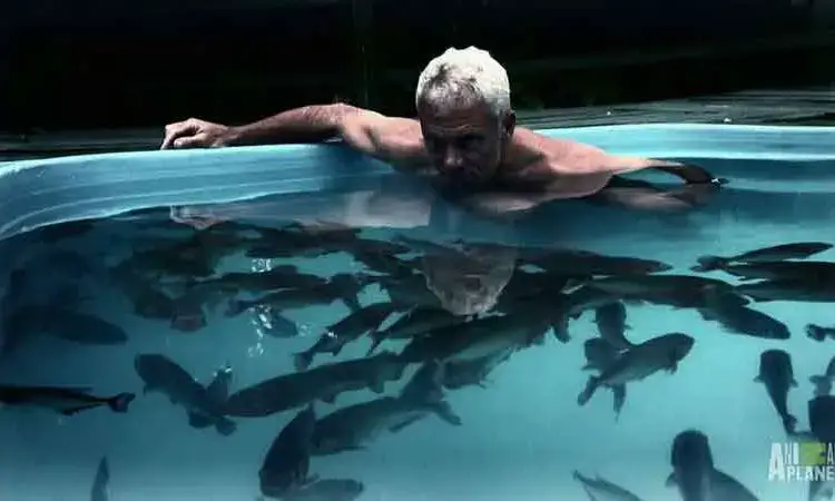 Do Piranhas Eat Humans Piranha Guide Do Piranhas Eat Humans Piranha Guide