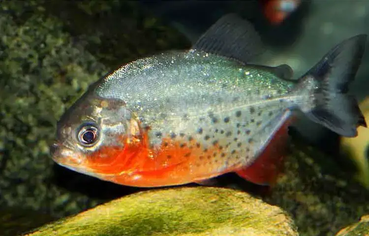 The Red Bellied Piranha Breed Info Facts In The Wild Guide Piranha Guide