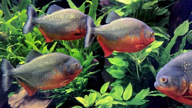 petsmart piranhas