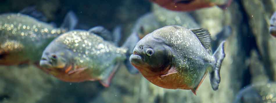 3 red bellied piranha