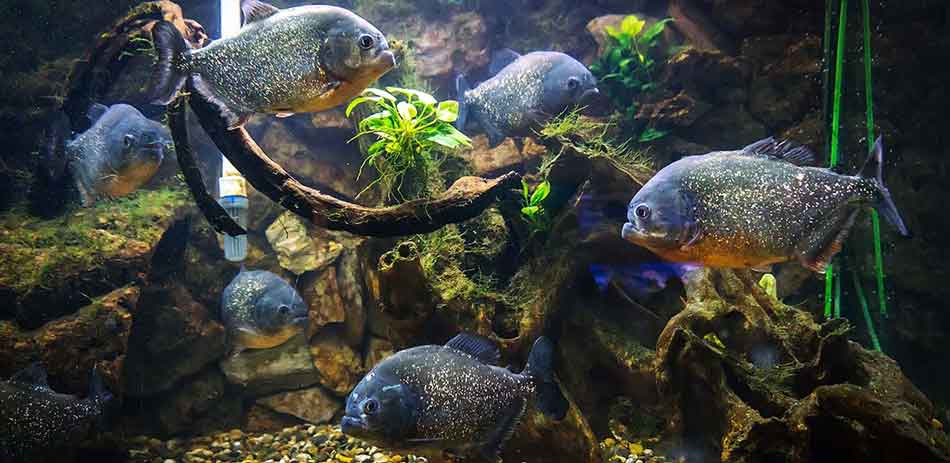 6 piranha in an aquarium