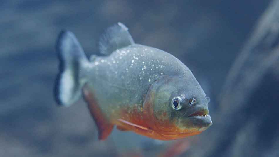 single red bellied piranha