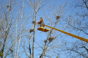 How Do You Trim High Tree Branches 7 Ways To Get It Done Pruning Cuts