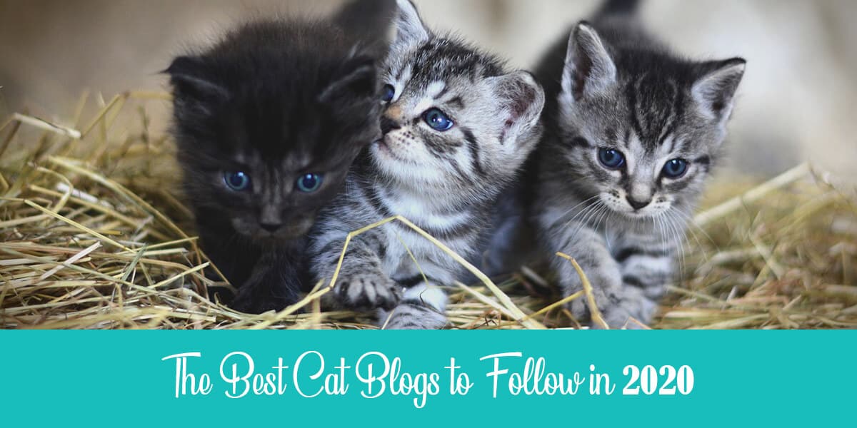 Best cat blogs to check out in 2020