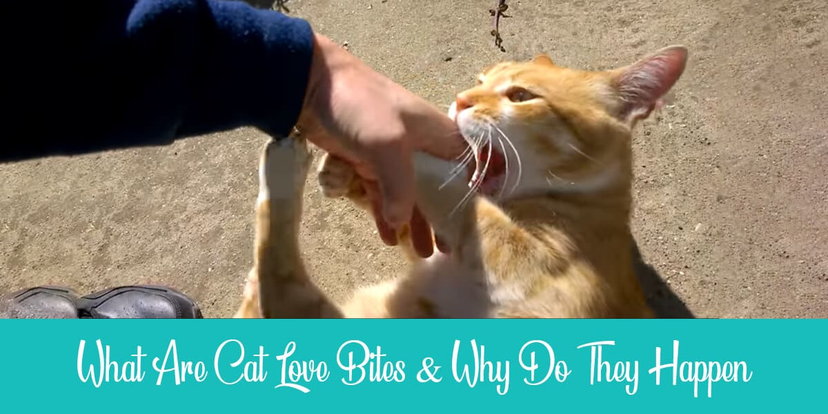 What are cat love bites and why do they happen