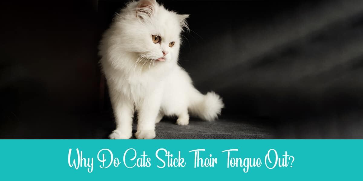 Why do cats stick their tongue out?