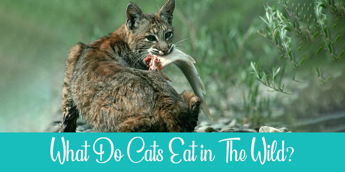 What do cats eat in the wild?