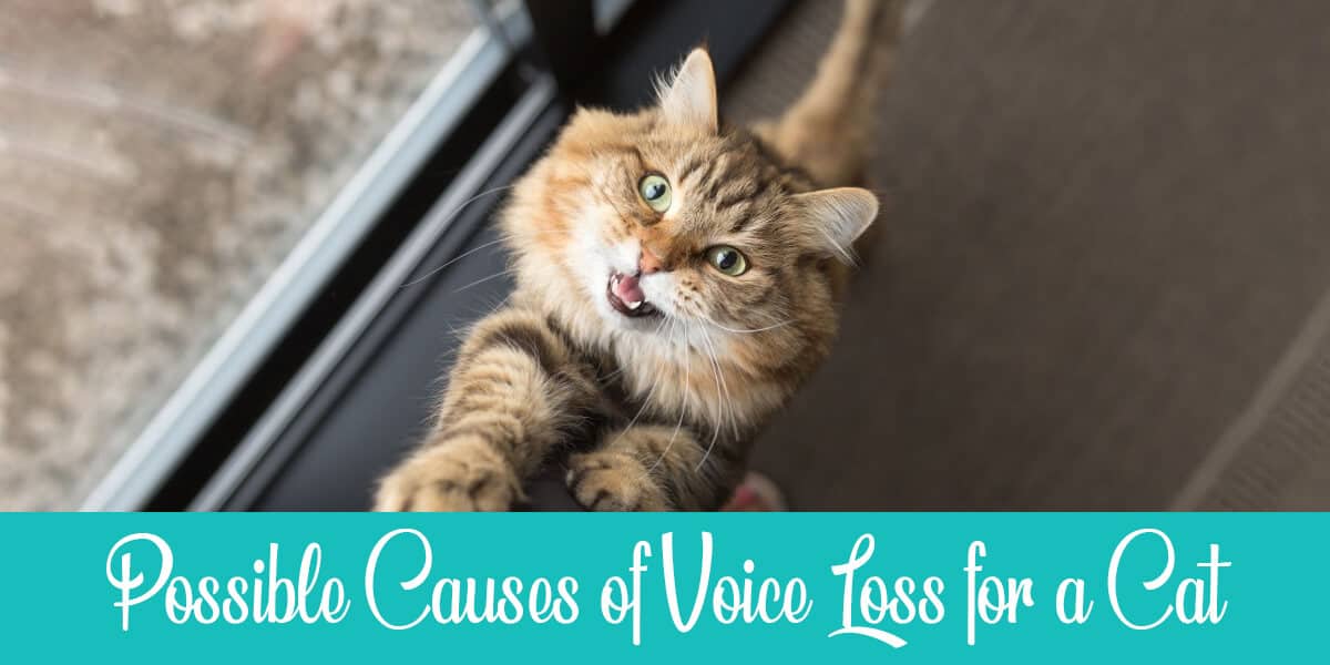 Cat Lost Voice: what are the causes and how to treat it