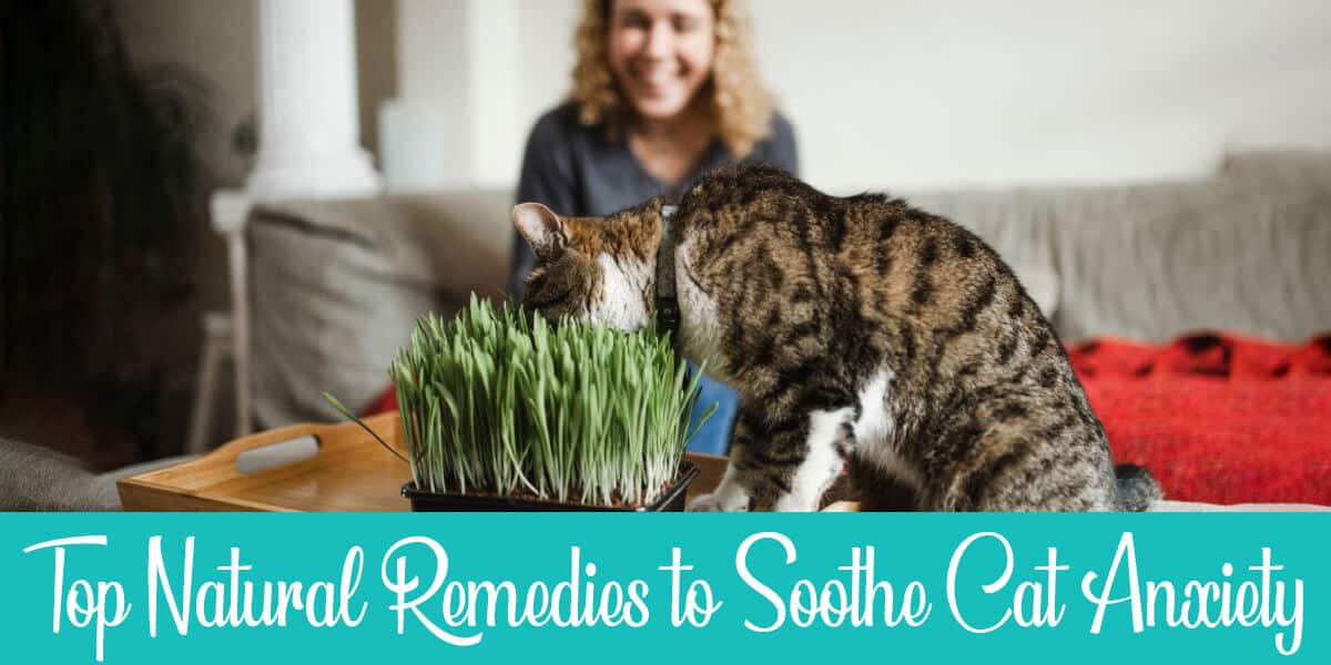 5 Cat Anxiety Natural Remedies