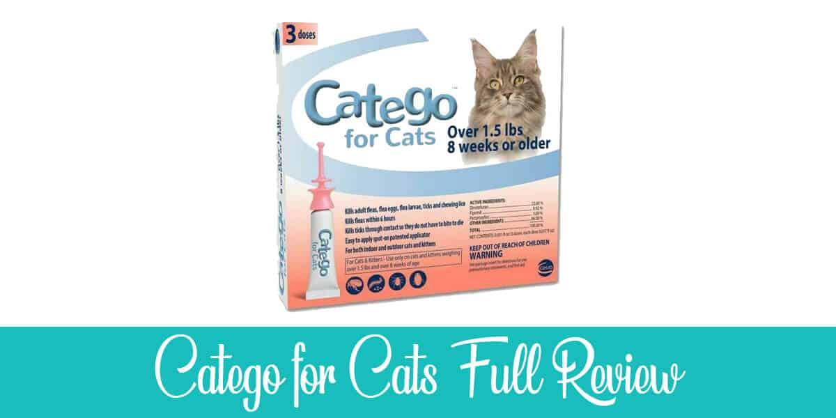 Catego for Cats Review