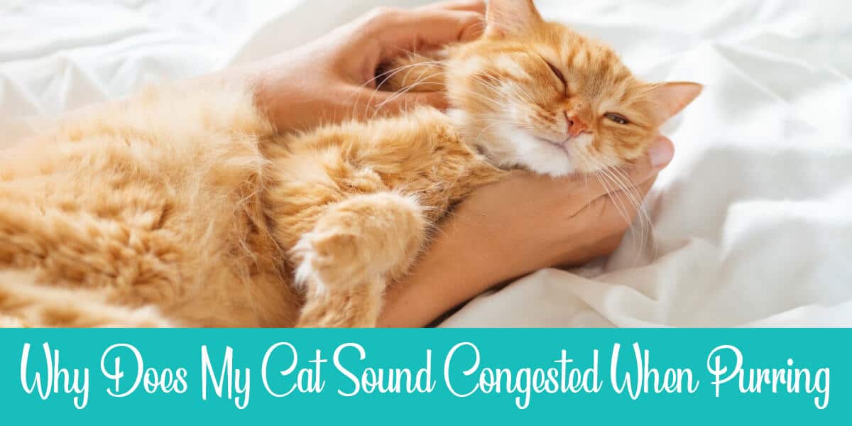 Cat Sounds Congested When Purring