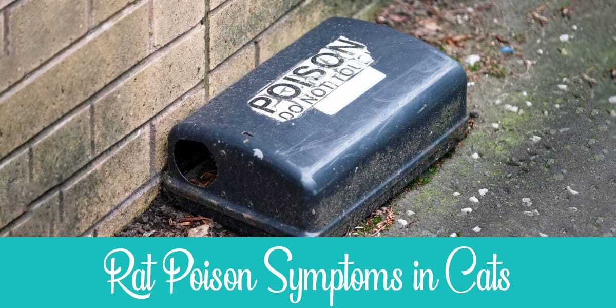 Symptoms of Rat Poisoning in Cats