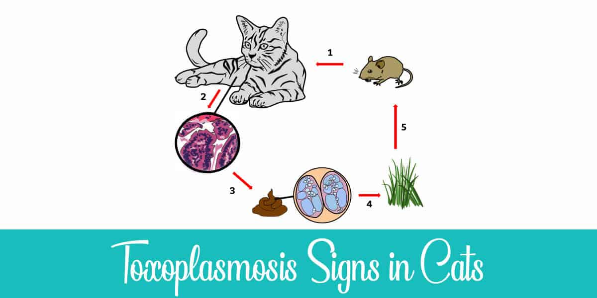 Symptoms of Toxoplasmosis in Cats